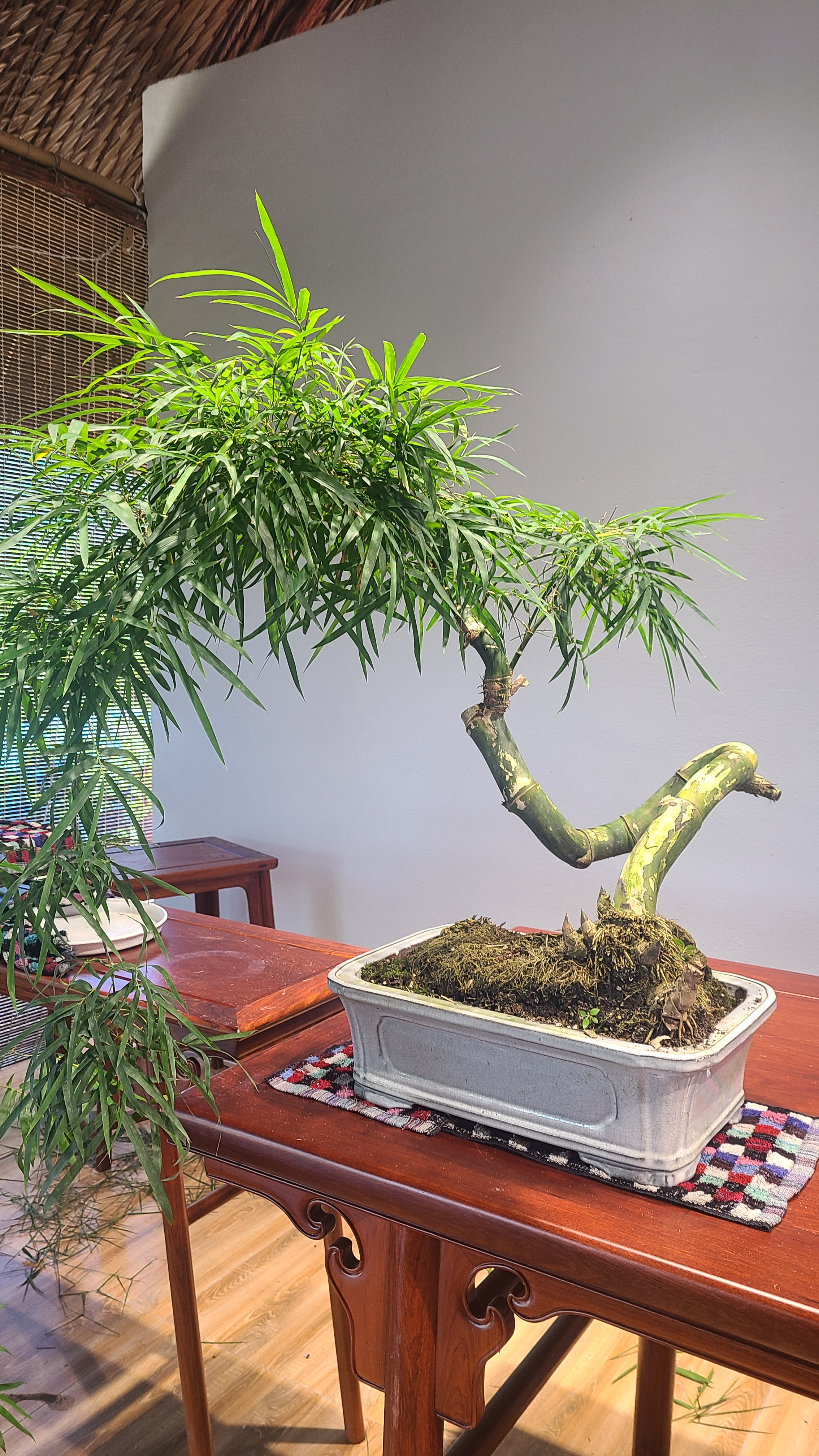 Tre BS Mini - Để Bàn Tre BS Mini - Để Bàn