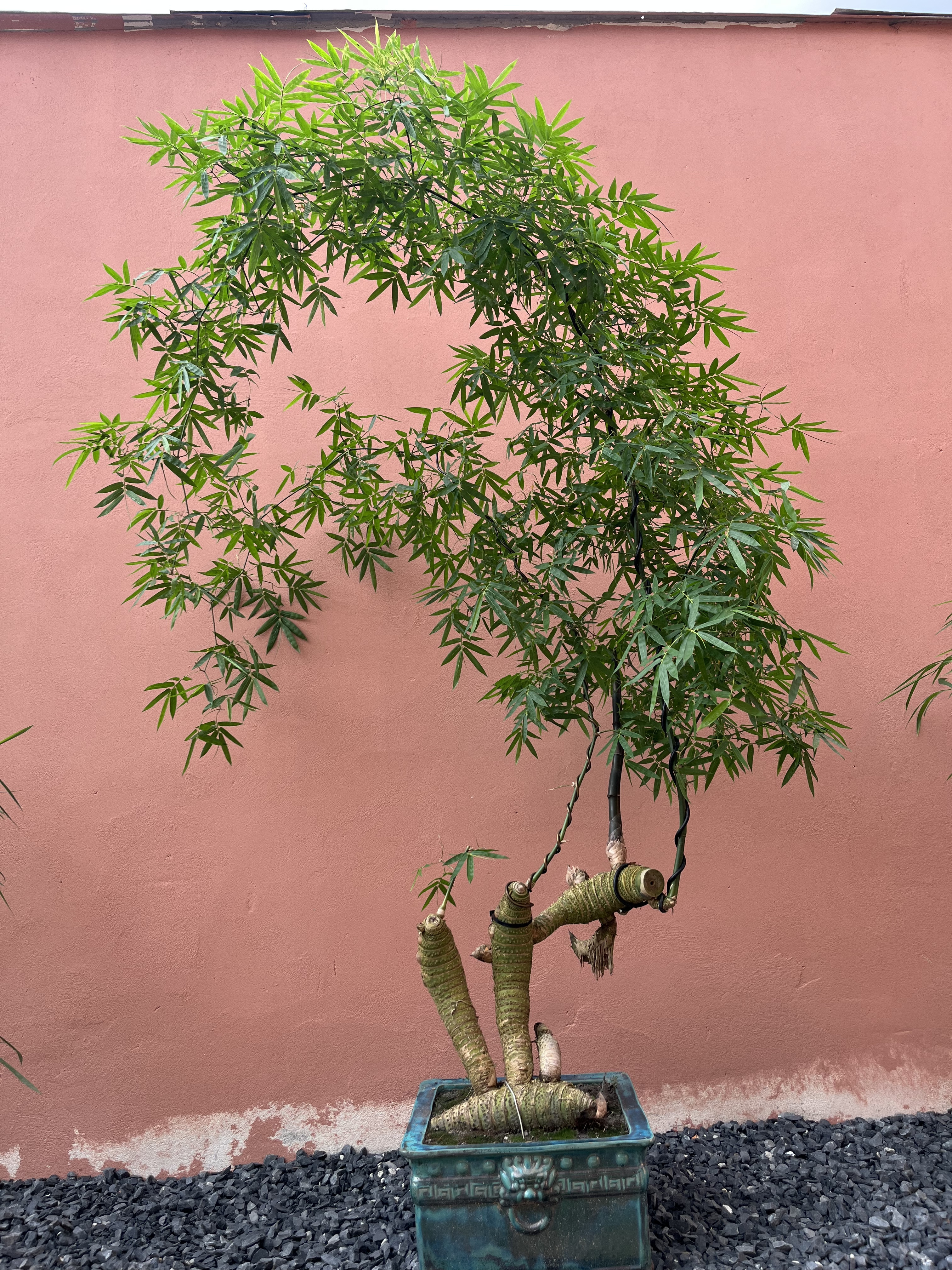 Tre BS Lớn - Sân Vườn Tre BS Lớn - Sân Vườn